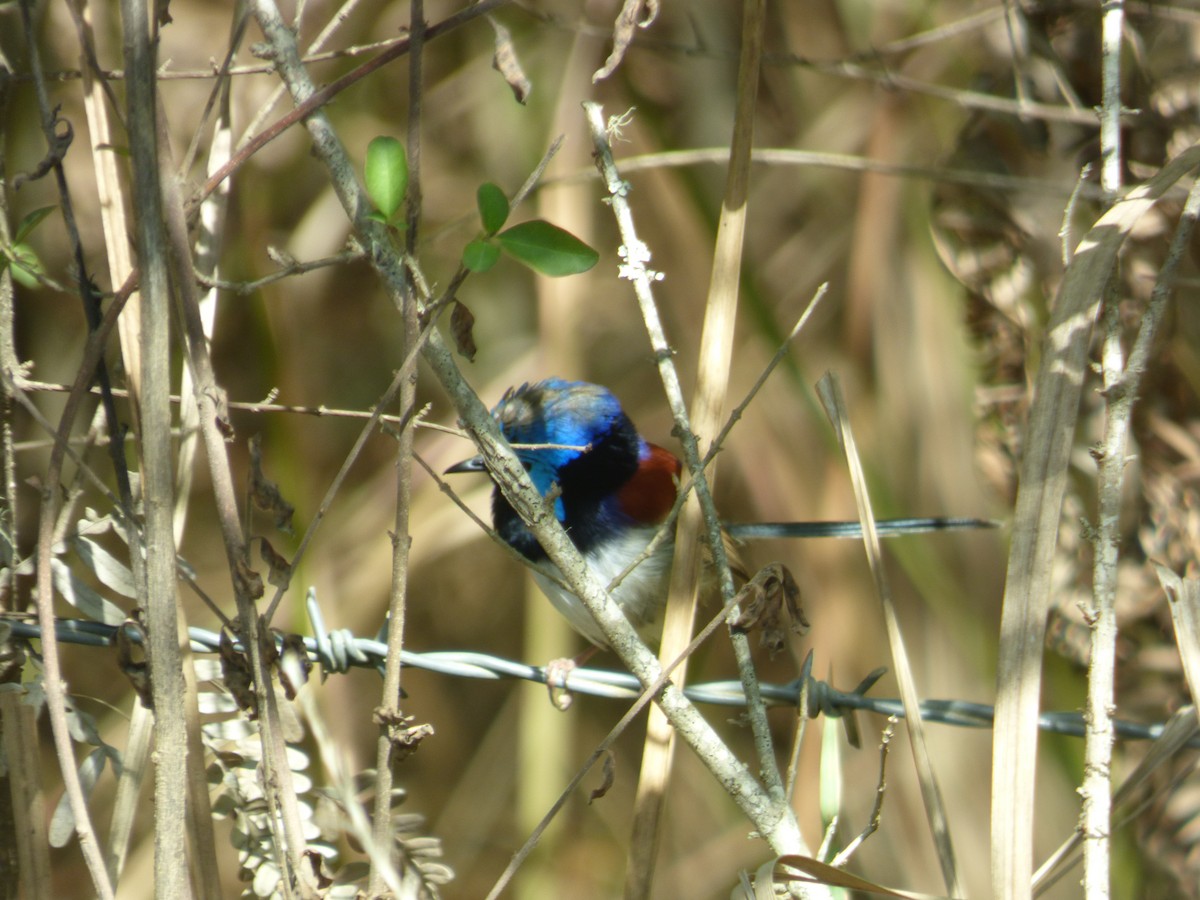 Variegated Fairywren - ML642955514