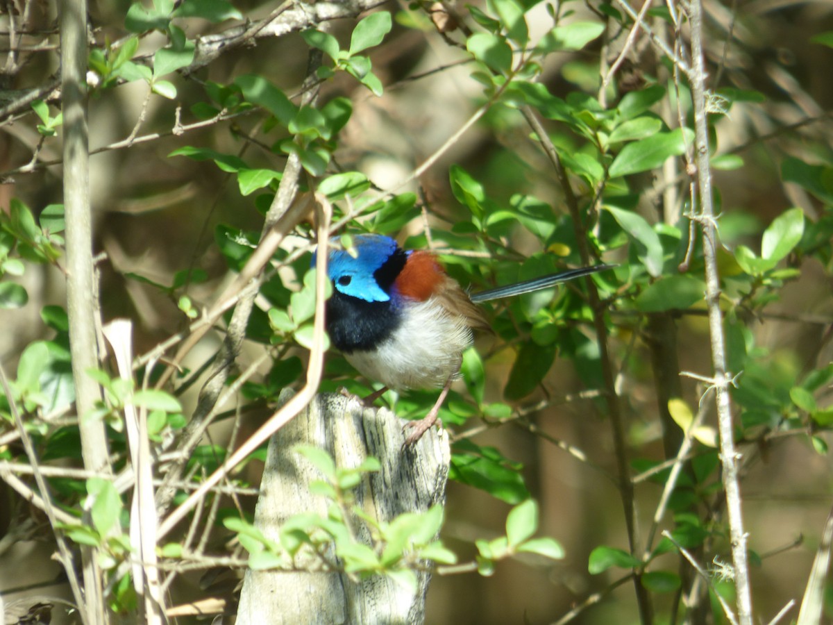 Variegated Fairywren - ML642955515