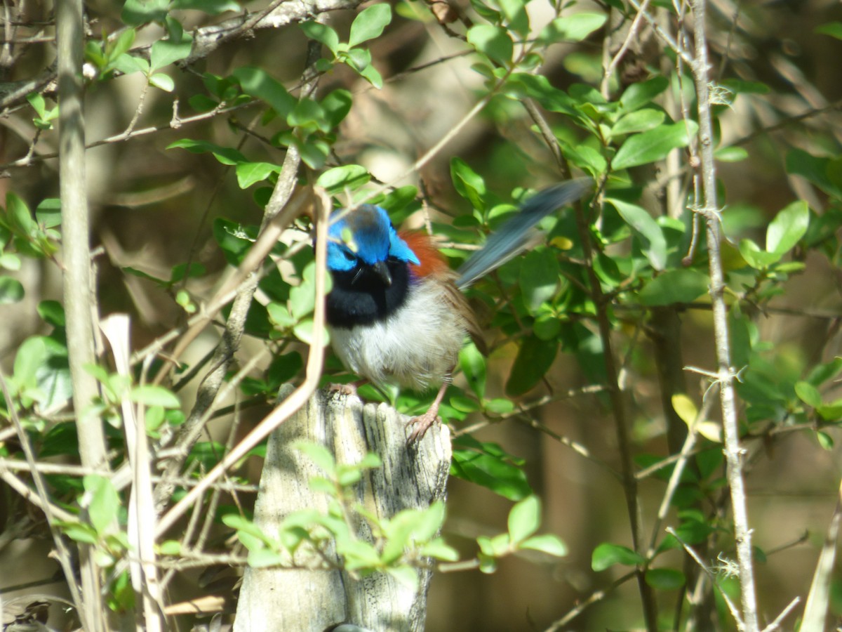 Variegated Fairywren - ML642955516