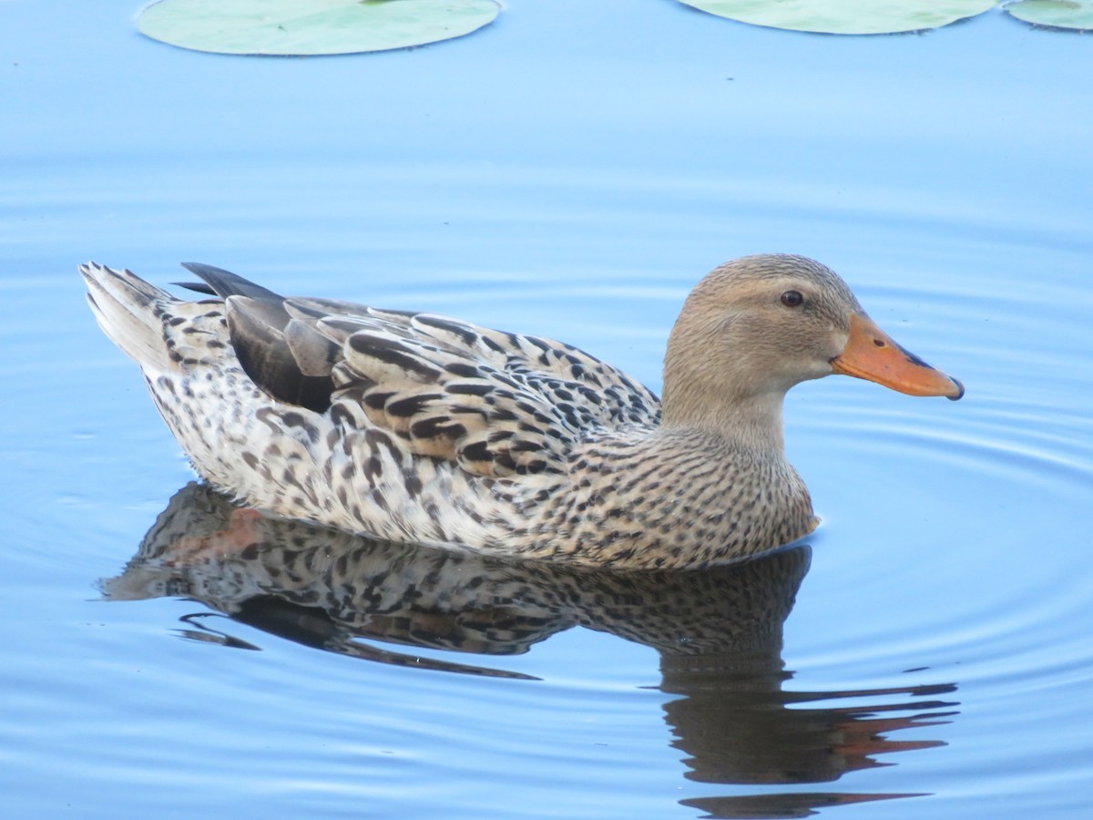 Mallard (Domestic type) - ML642955520