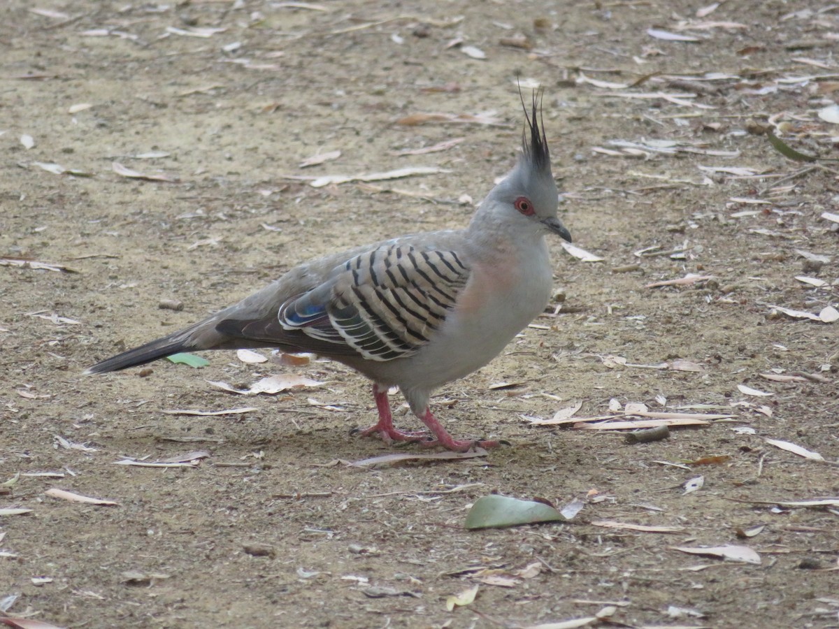 Crested Pigeon - ML642955524