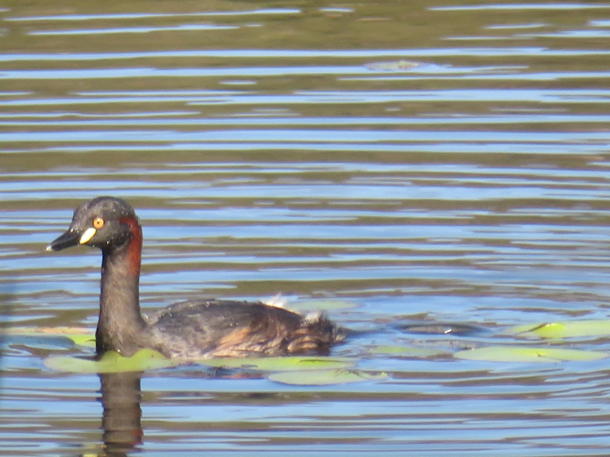 Australasian Grebe - ML642955527