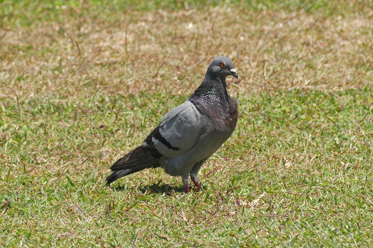 Rock Pigeon (Feral Pigeon) - ML642955531