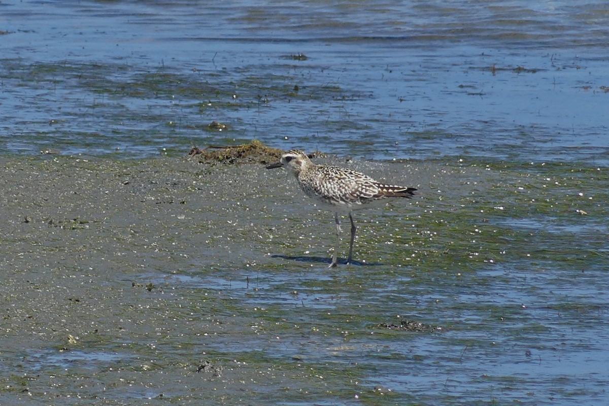 Pacific Golden-Plover - ML642955537