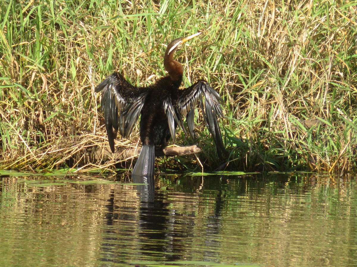 Australasian Darter - ML642955539