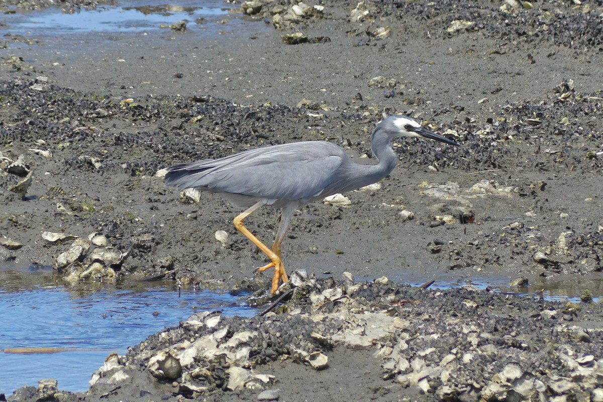 White-faced Heron - ML642955541