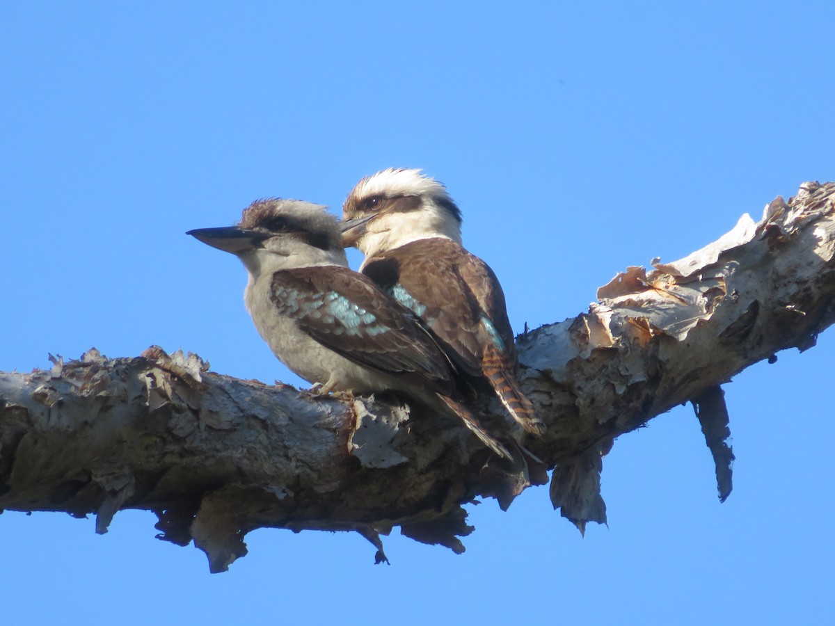 Laughing Kookaburra - ML642955544