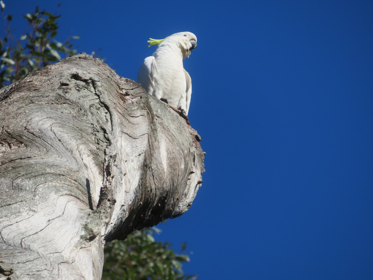 Sulphur-crested Cockatoo - ML642955547