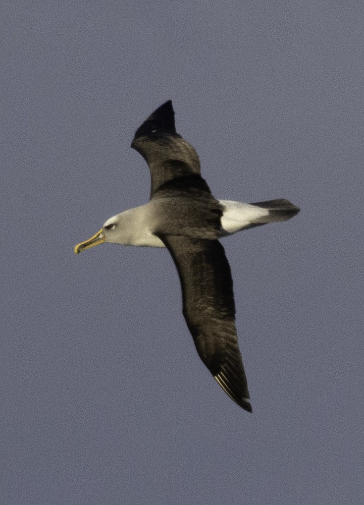 Albatros de Buller - ML642955551