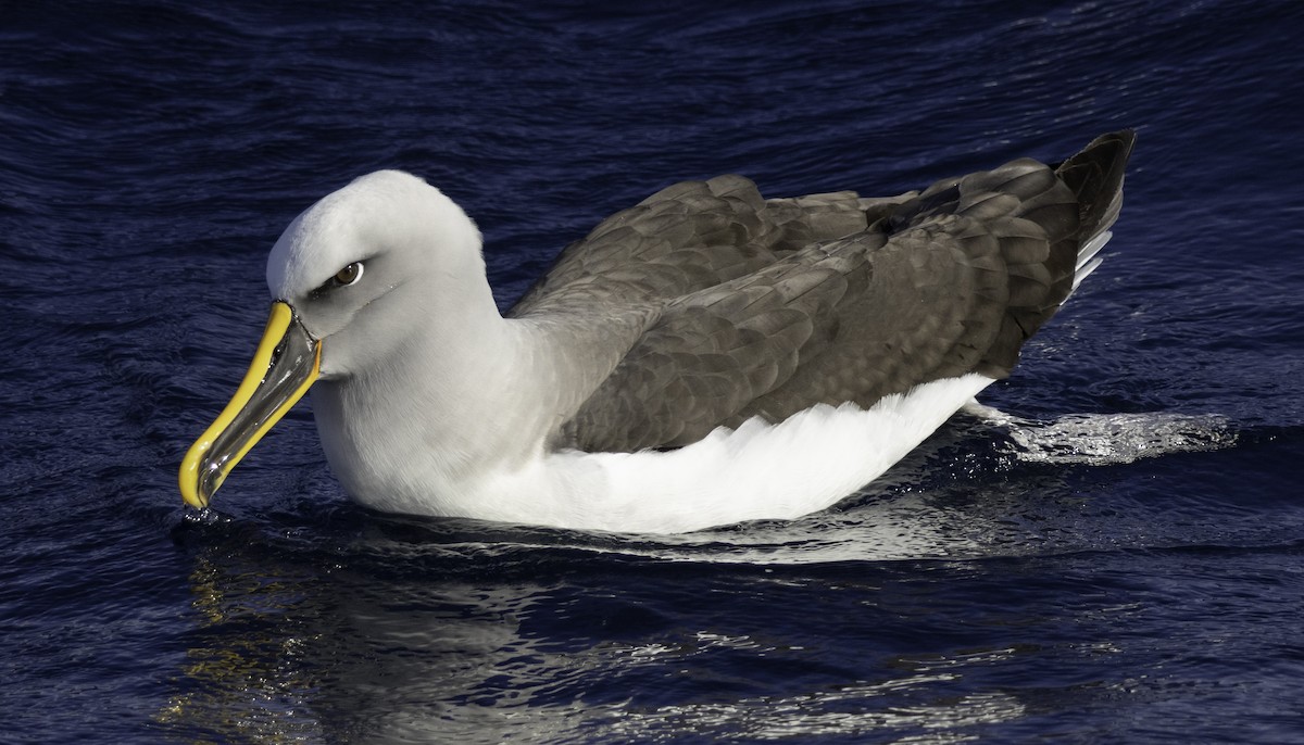 Albatros de Buller - ML642955552