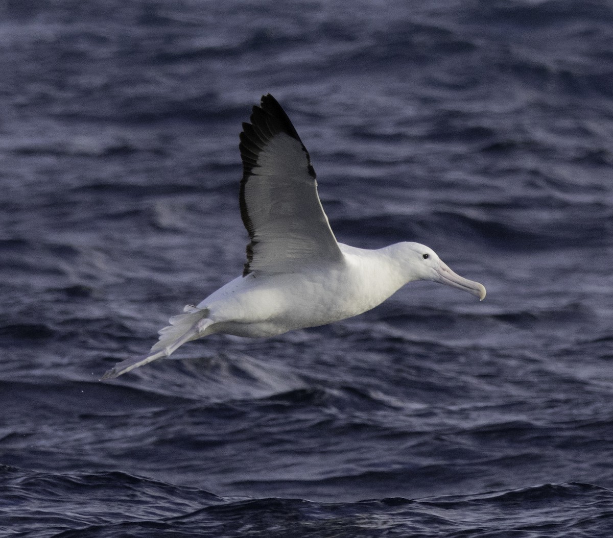 Northern Royal Albatross - ML642955554