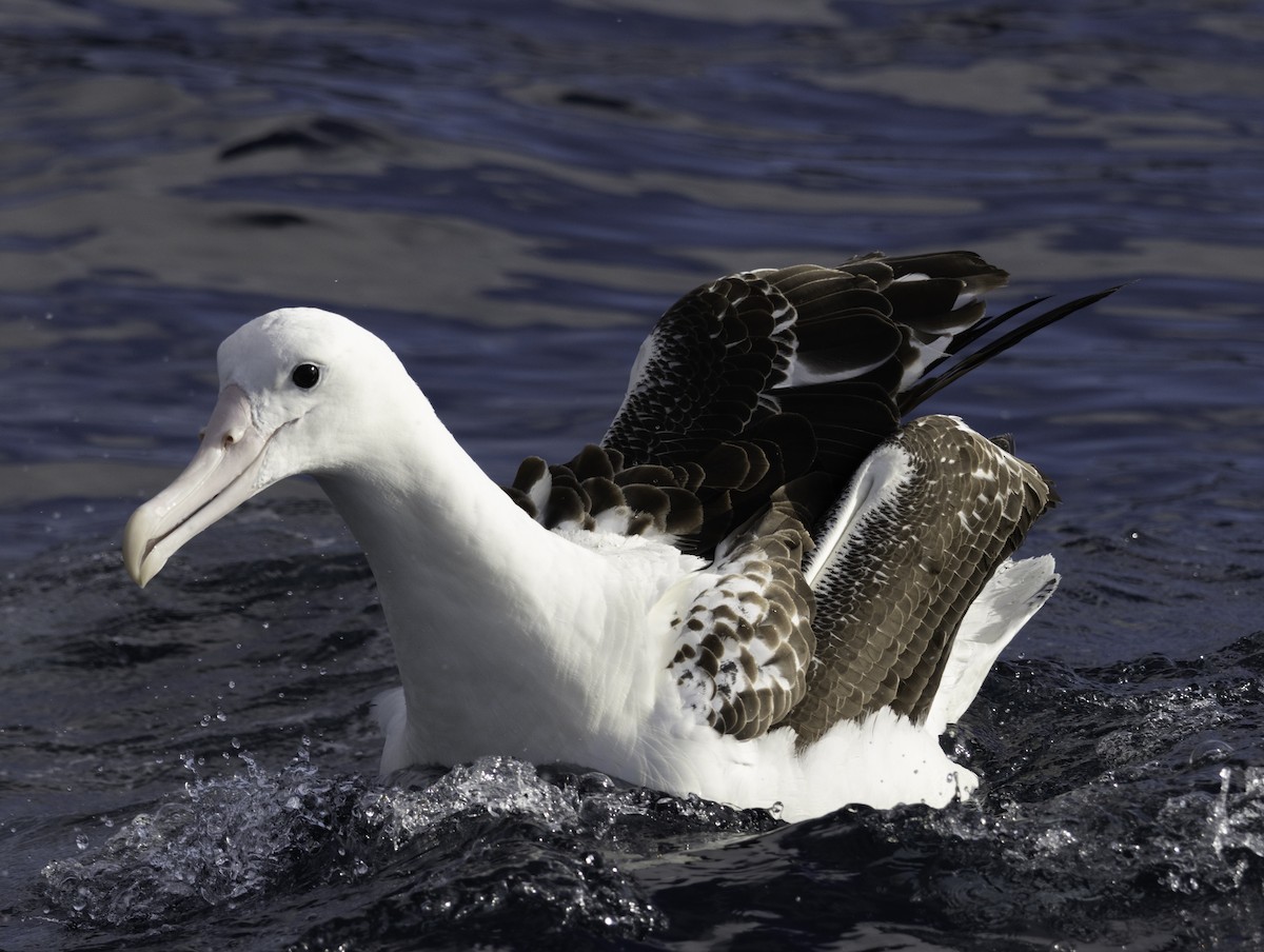 Northern Royal Albatross - ML642955556