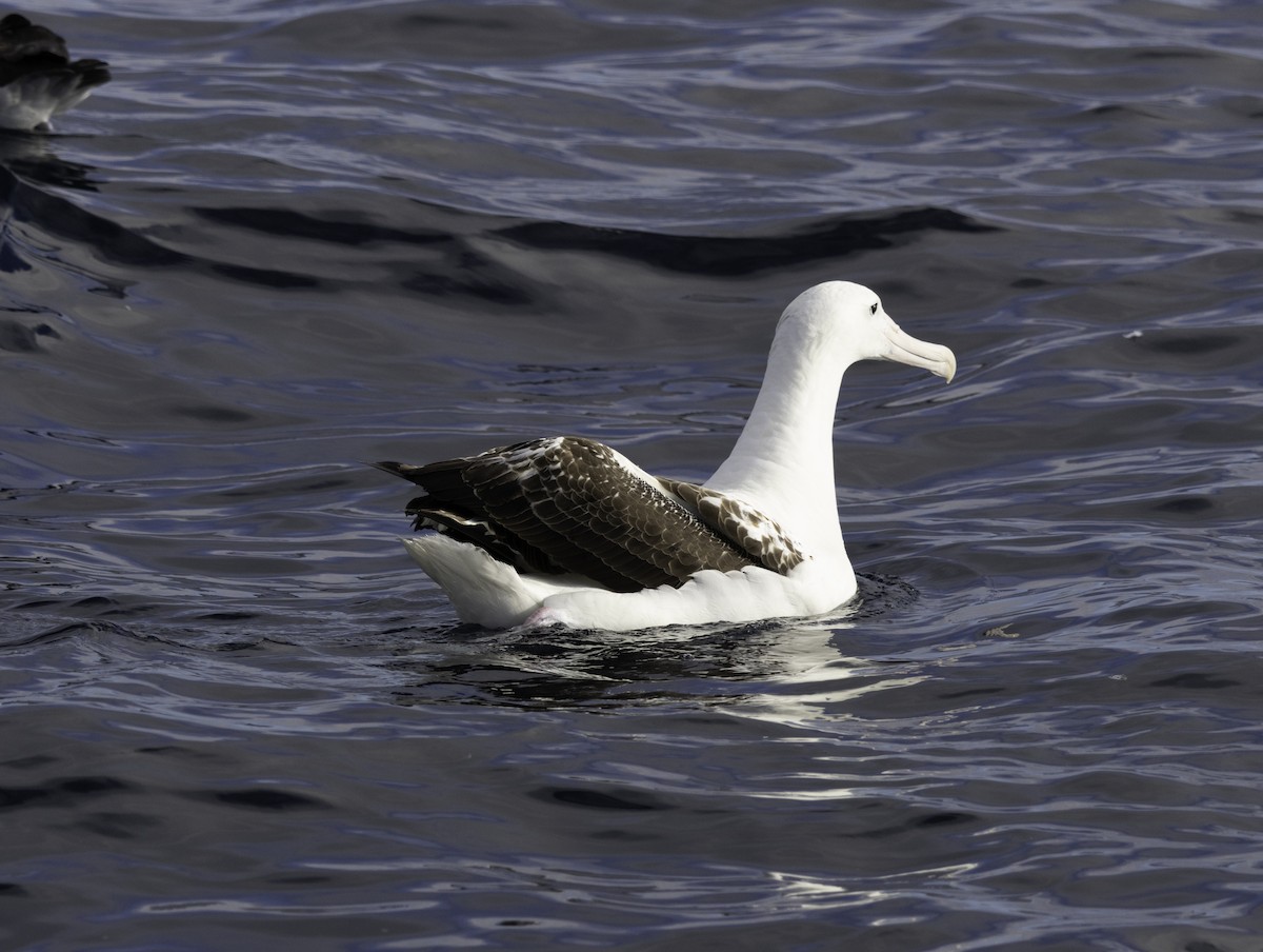 Northern Royal Albatross - ML642955557