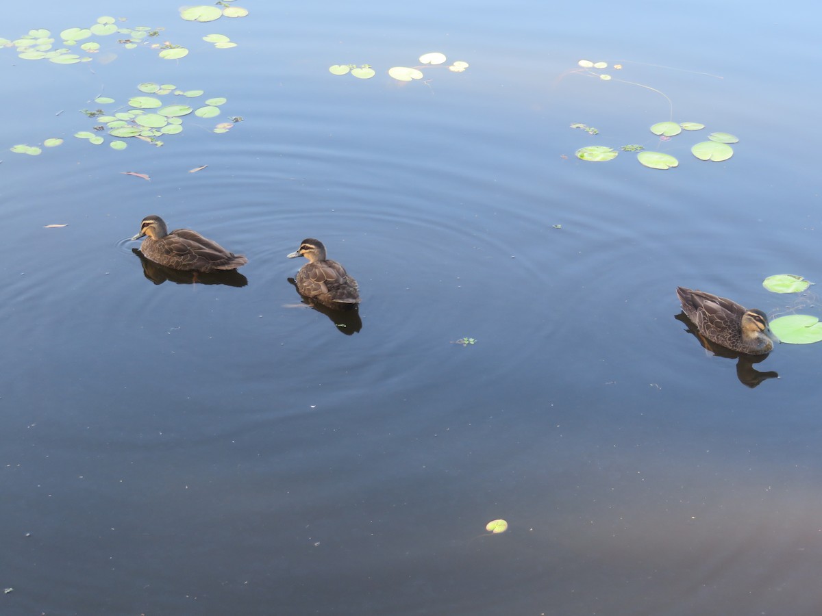 Pacific Black Duck - ML642955559