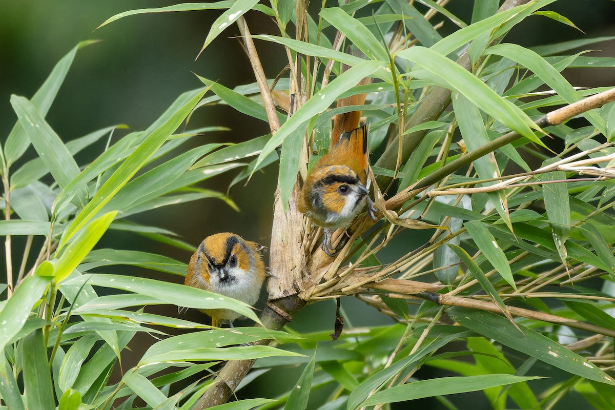 Black-throated Parrotbill - ML642955570