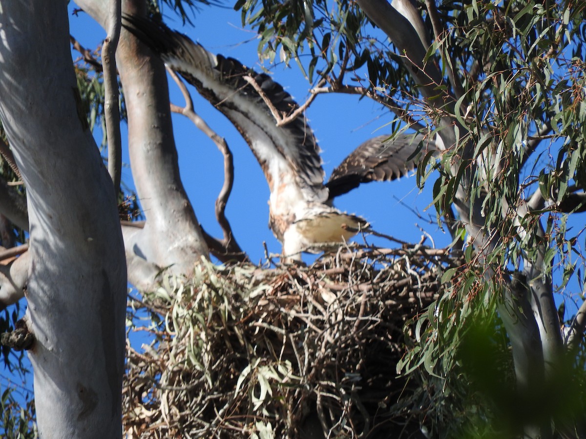 White-bellied Sea-Eagle - ML642955572