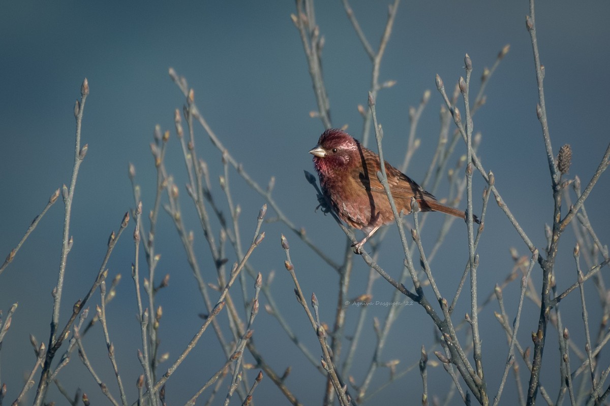 Dark-rumped Rosefinch - ML642955576