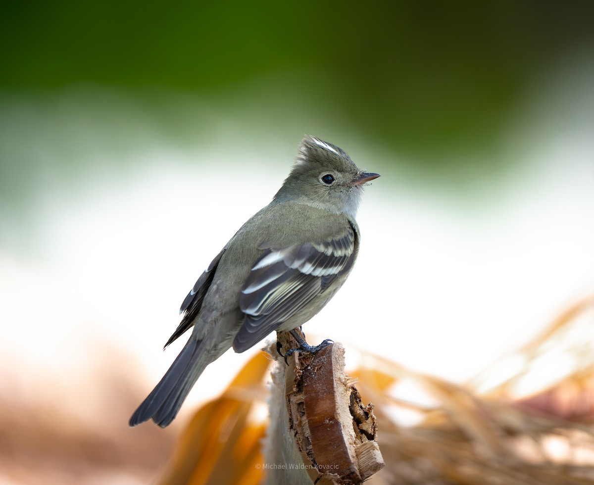 White-crested Elaenia - ML642955594