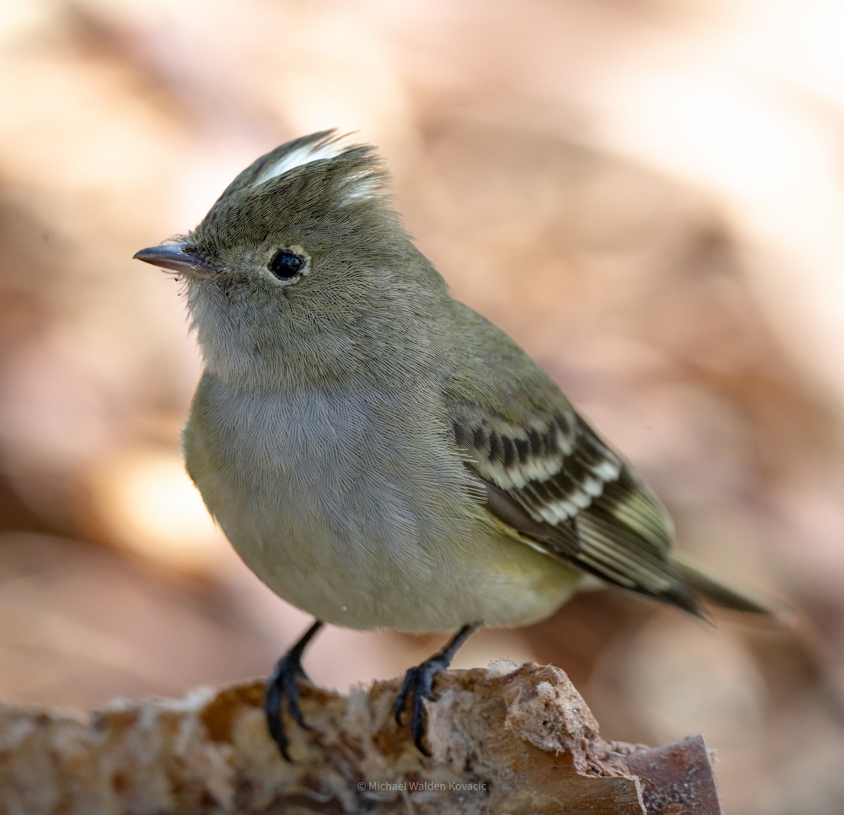 White-crested Elaenia - ML642955595