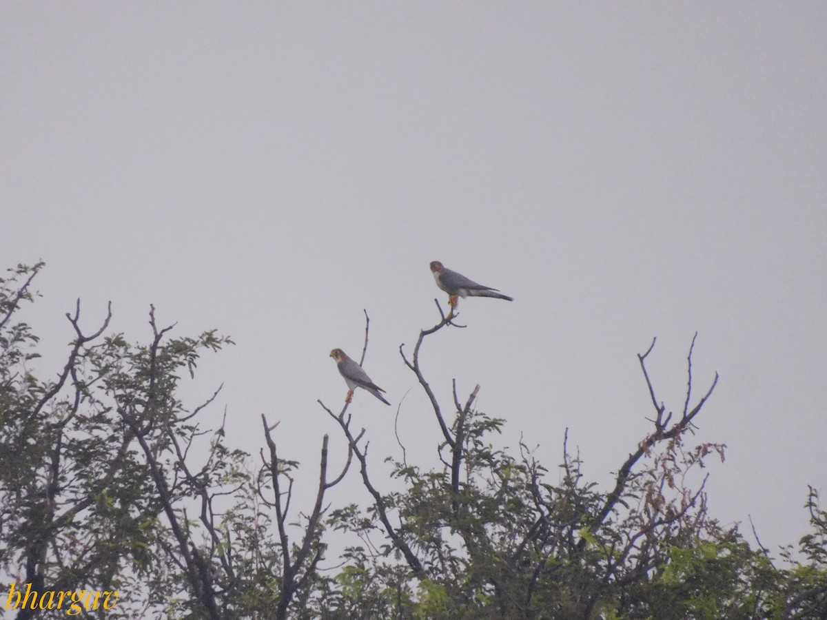 Red-necked Falcon - ML642955599
