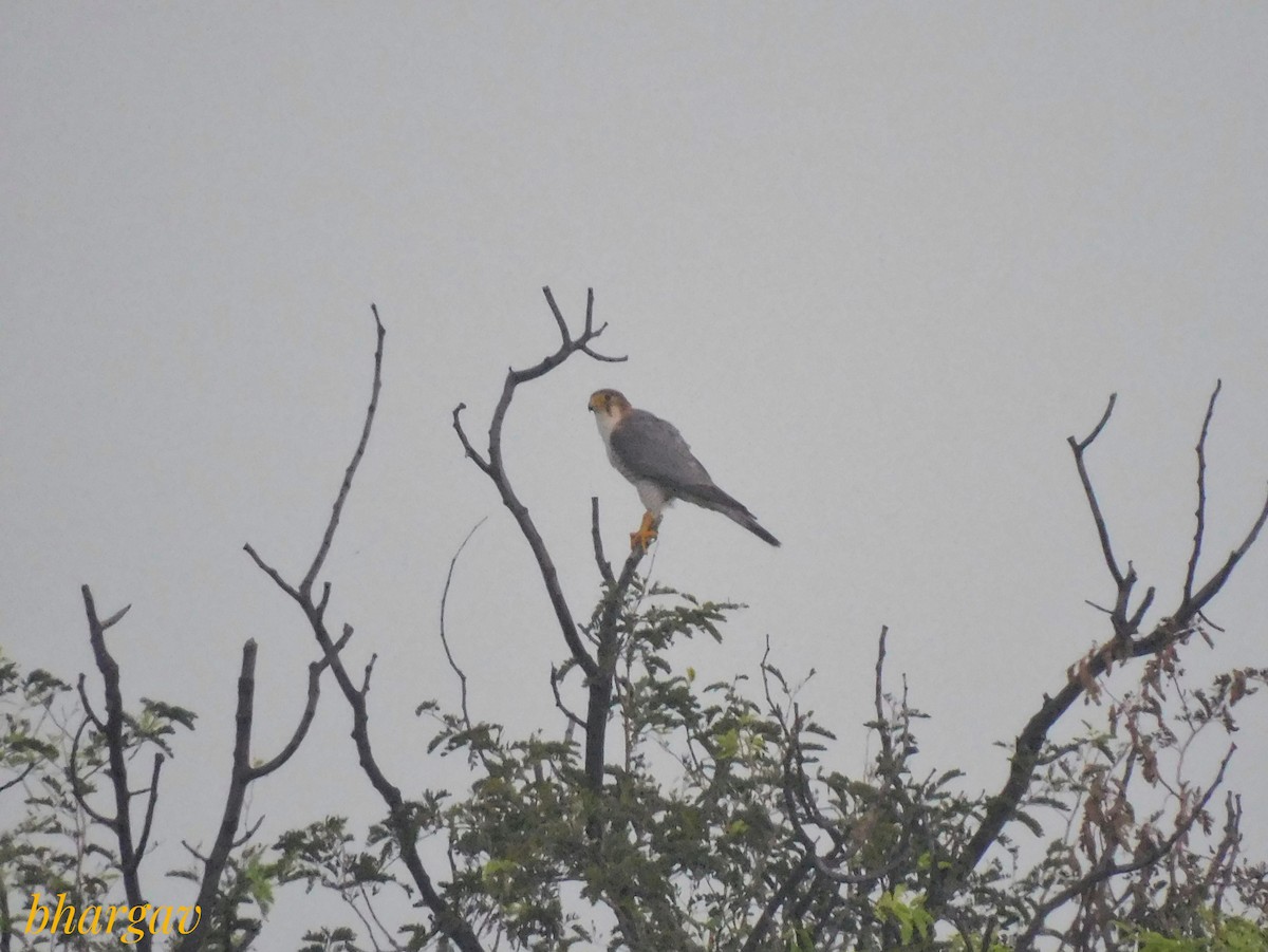 Red-necked Falcon - ML642955600