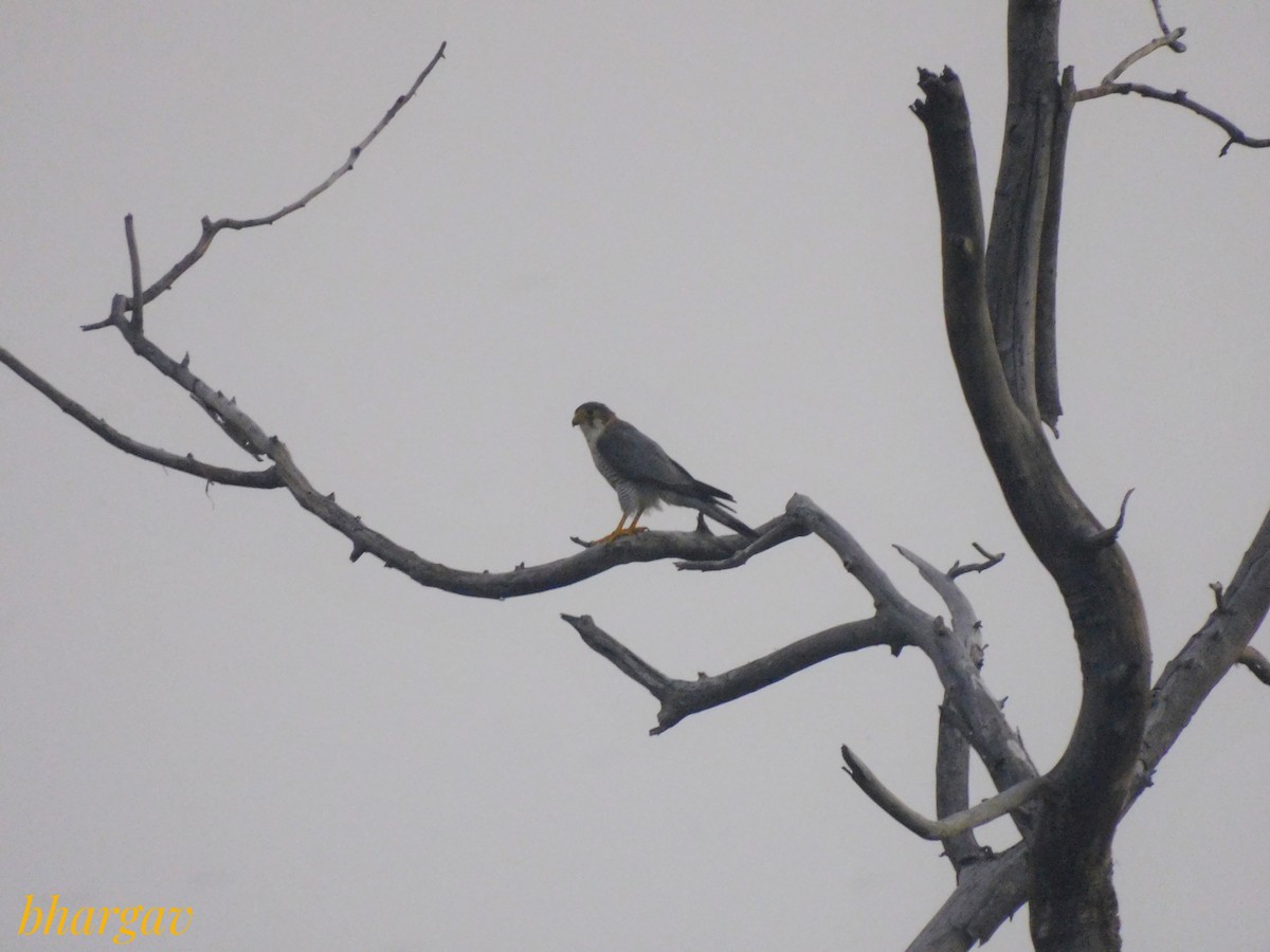 Red-necked Falcon - ML642955601