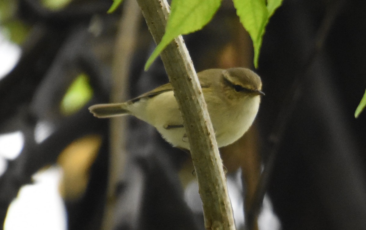 Hume's Warbler - ML642955607