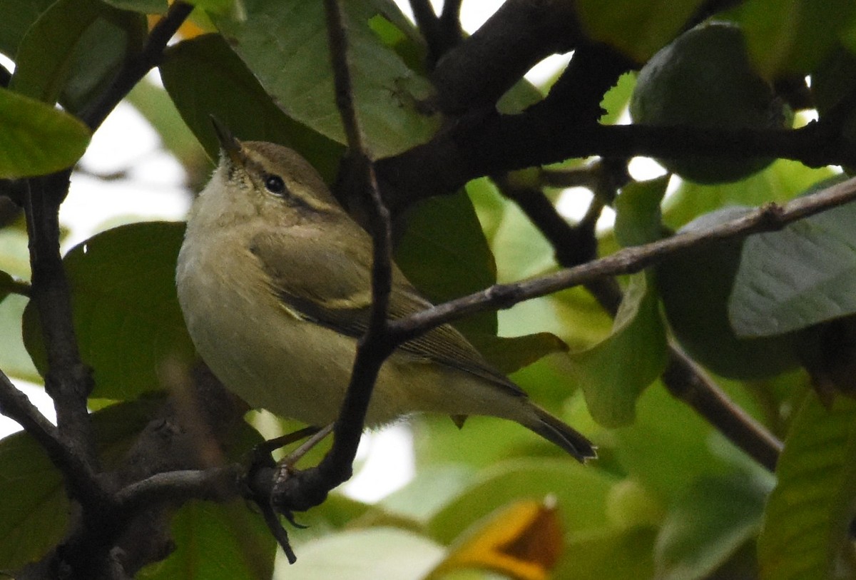 Hume's Warbler - ML642955608