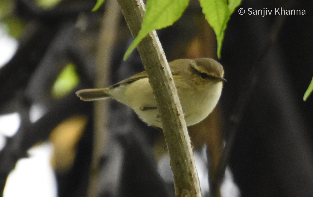 Hume's Warbler - ML642955611