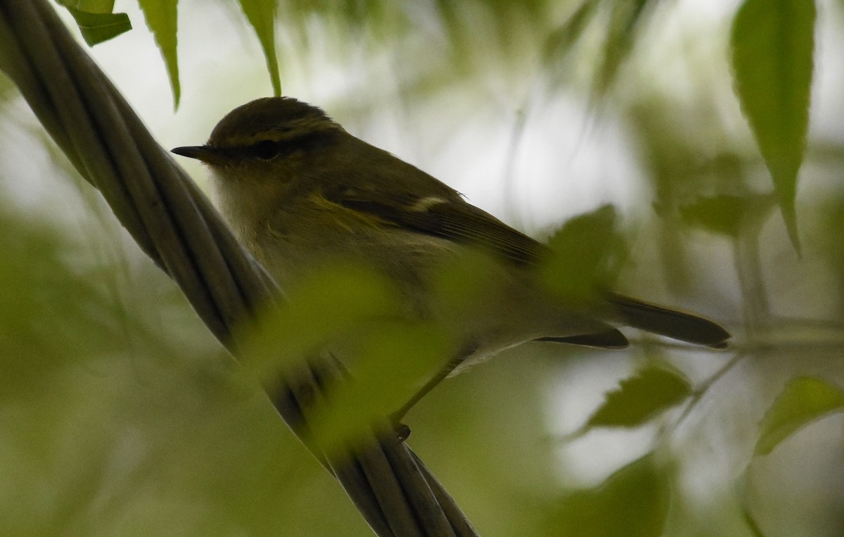 Hume's Warbler - ML642955612