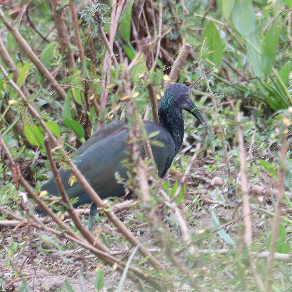 Green Ibis - ML642955635