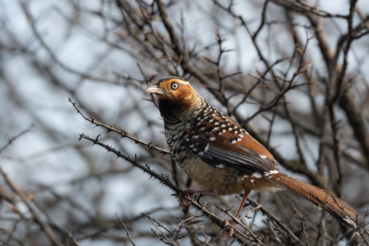 Spotted Laughingthrush - ML642955643