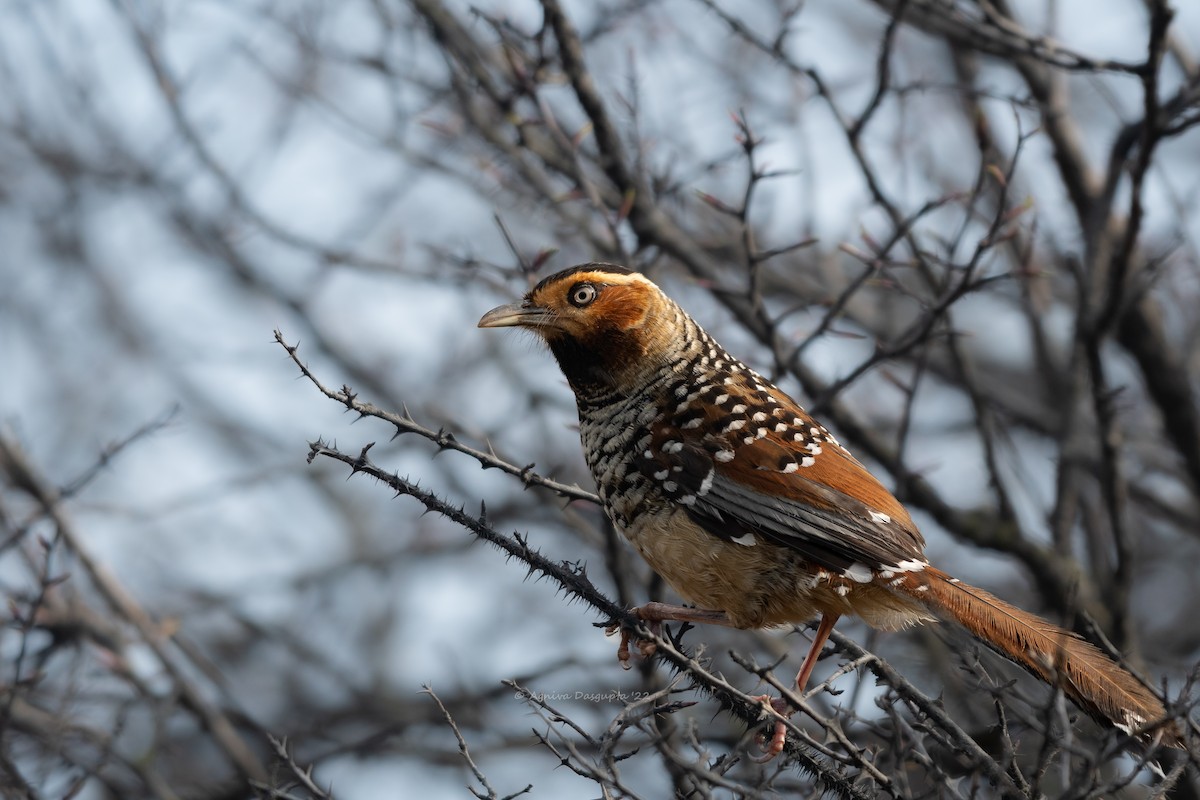Spotted Laughingthrush - ML642955644