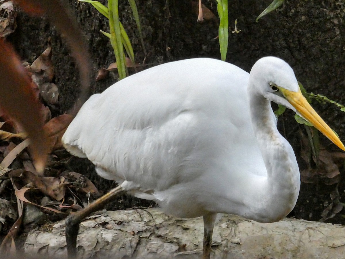 Plumed Egret - ML642955645