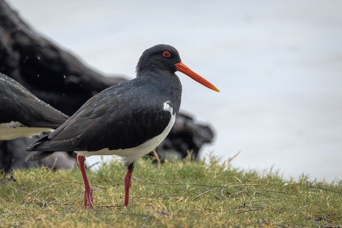 Pied Oystercatcher - ML642955646