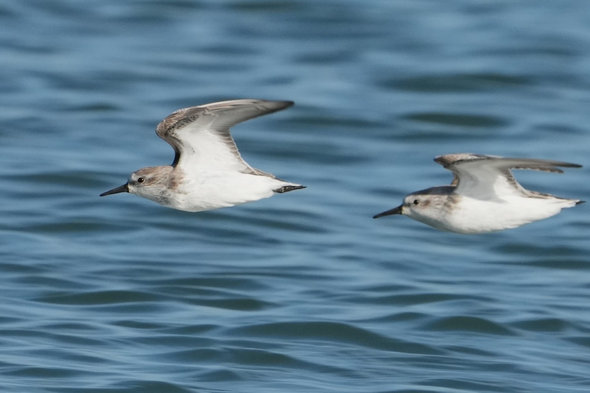 Western Sandpiper - ML642955650