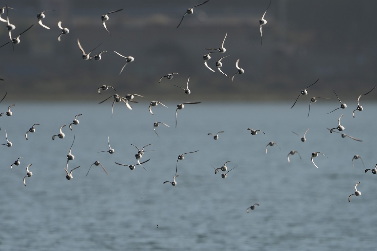 Western Sandpiper - ML642955652