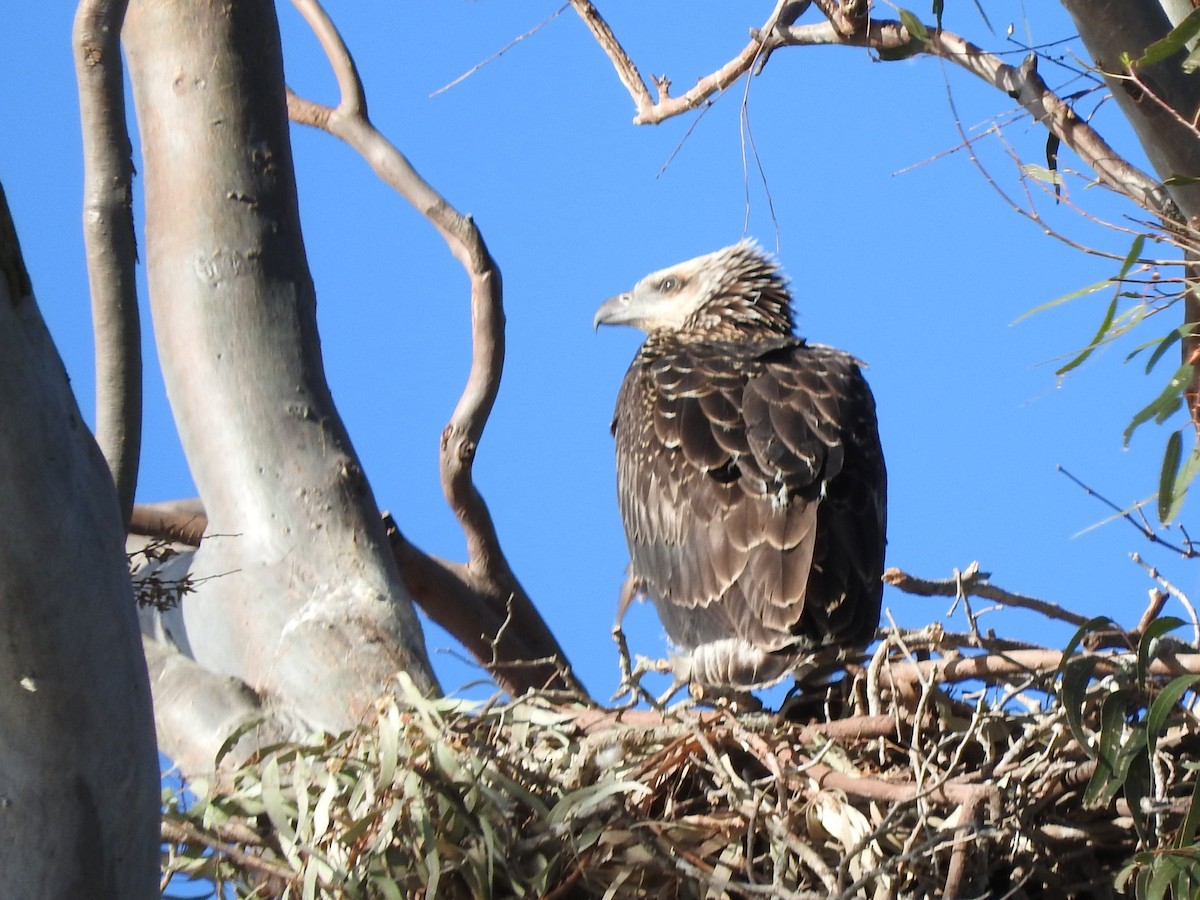 White-bellied Sea-Eagle - ML642955653