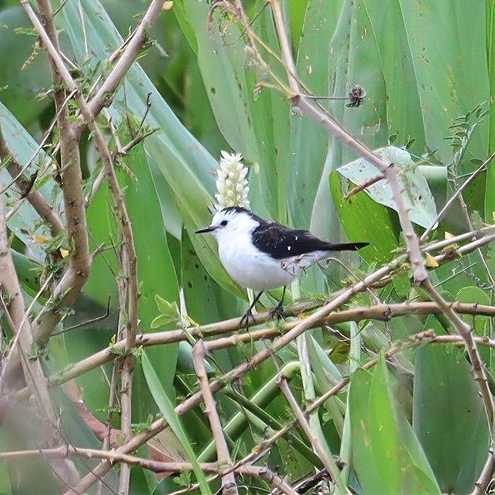 Black-backed Water-Tyrant - ML642955655