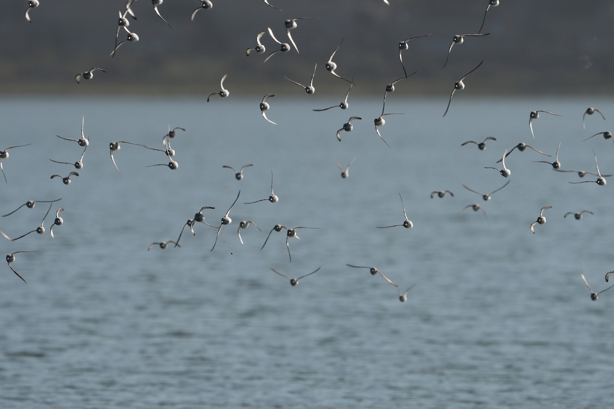 Western Sandpiper - ML642955656
