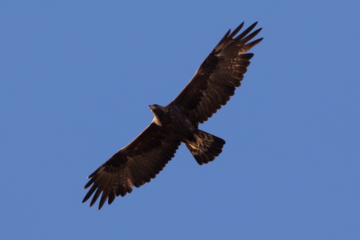 Golden Eagle - ML642955657