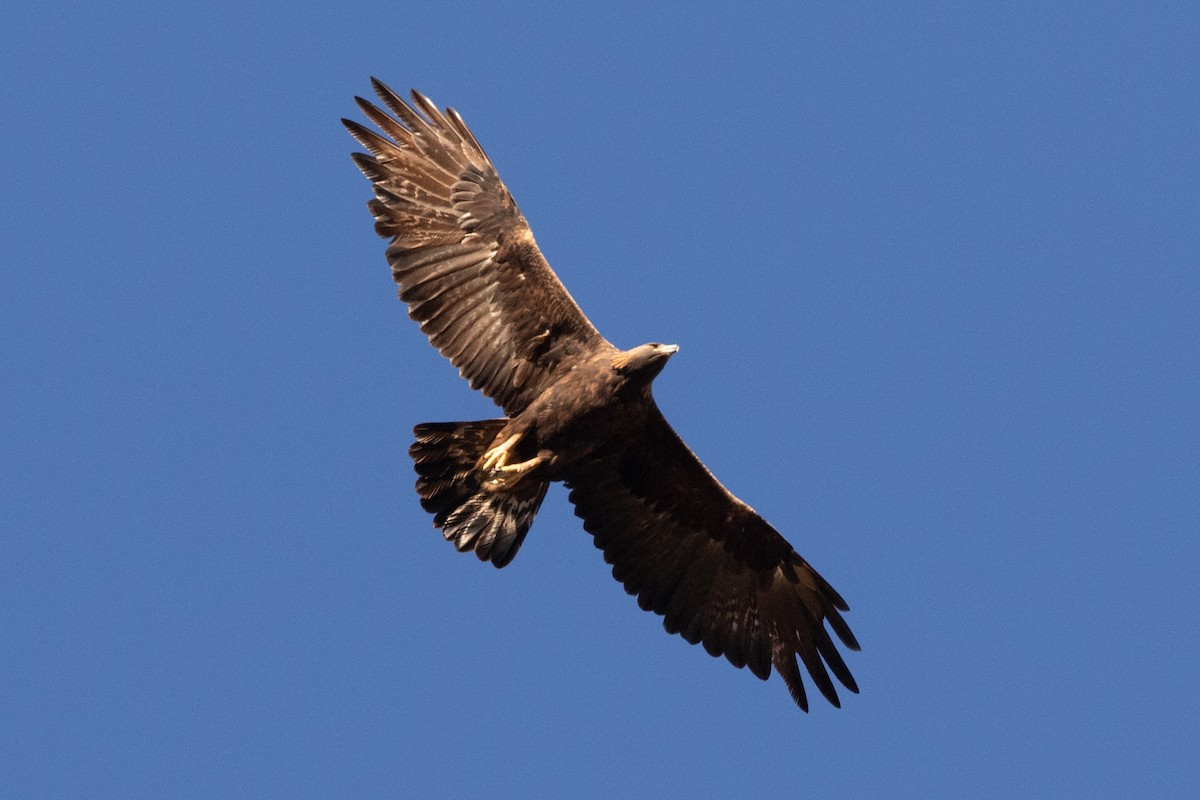 Golden Eagle - ML642955660