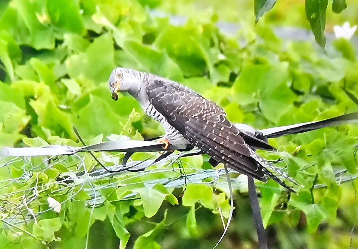 Common Cuckoo - ML642955661