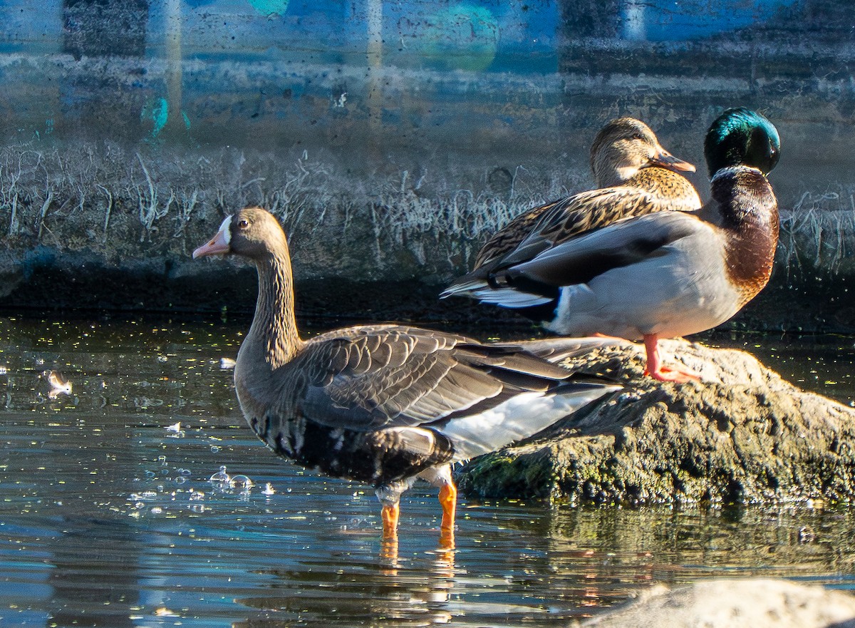 Greater White-fronted Goose - ML642955663