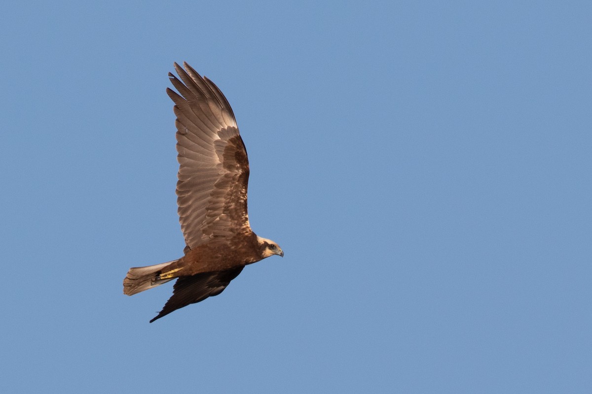 Western Marsh Harrier - ML642955665