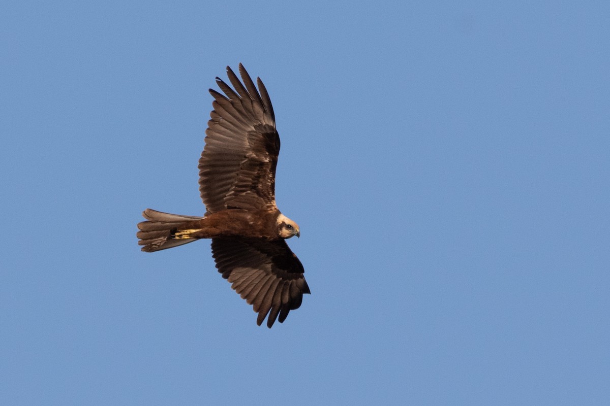 Western Marsh Harrier - ML642955666