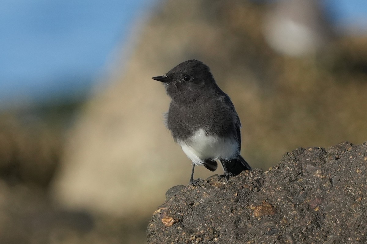 Black Phoebe - ML642955668