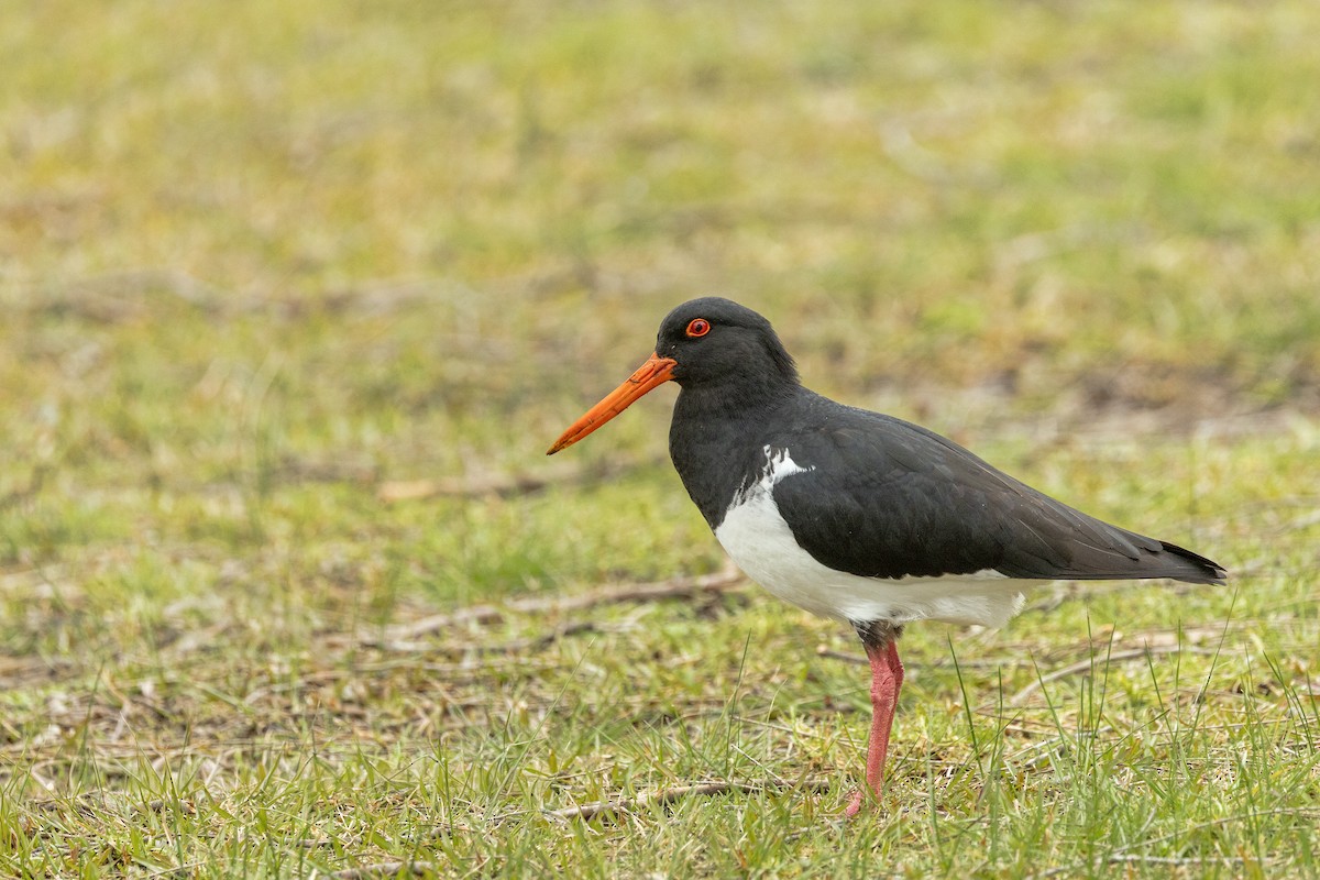 Pied Oystercatcher - ML642955669