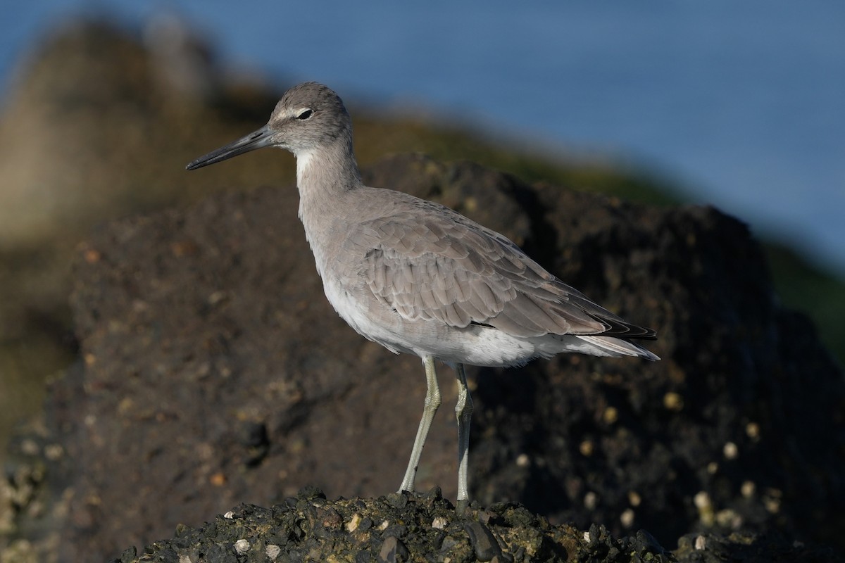 Willet - ML642955670
