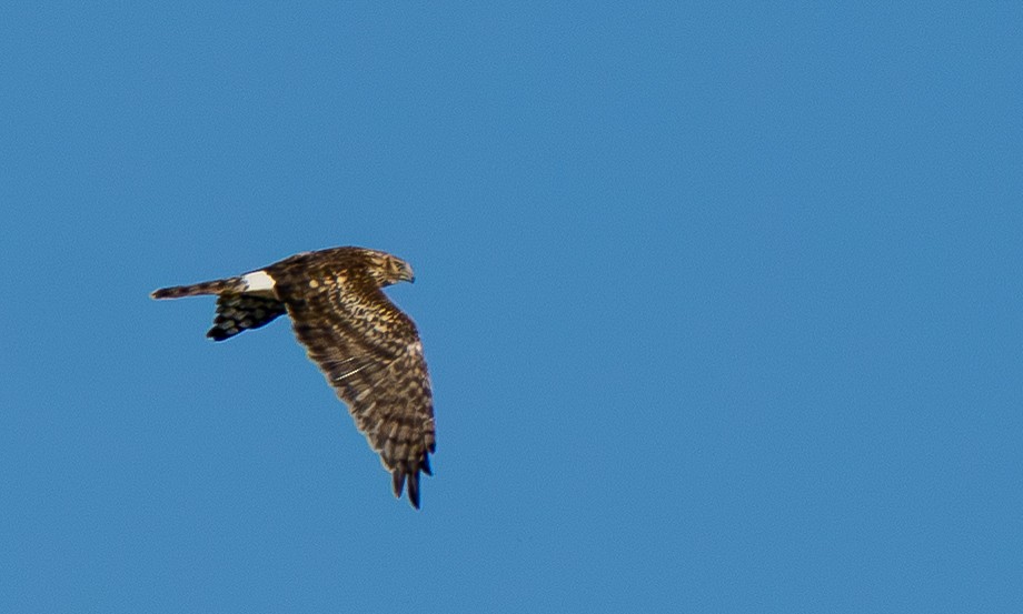 Northern Harrier - ML642955671